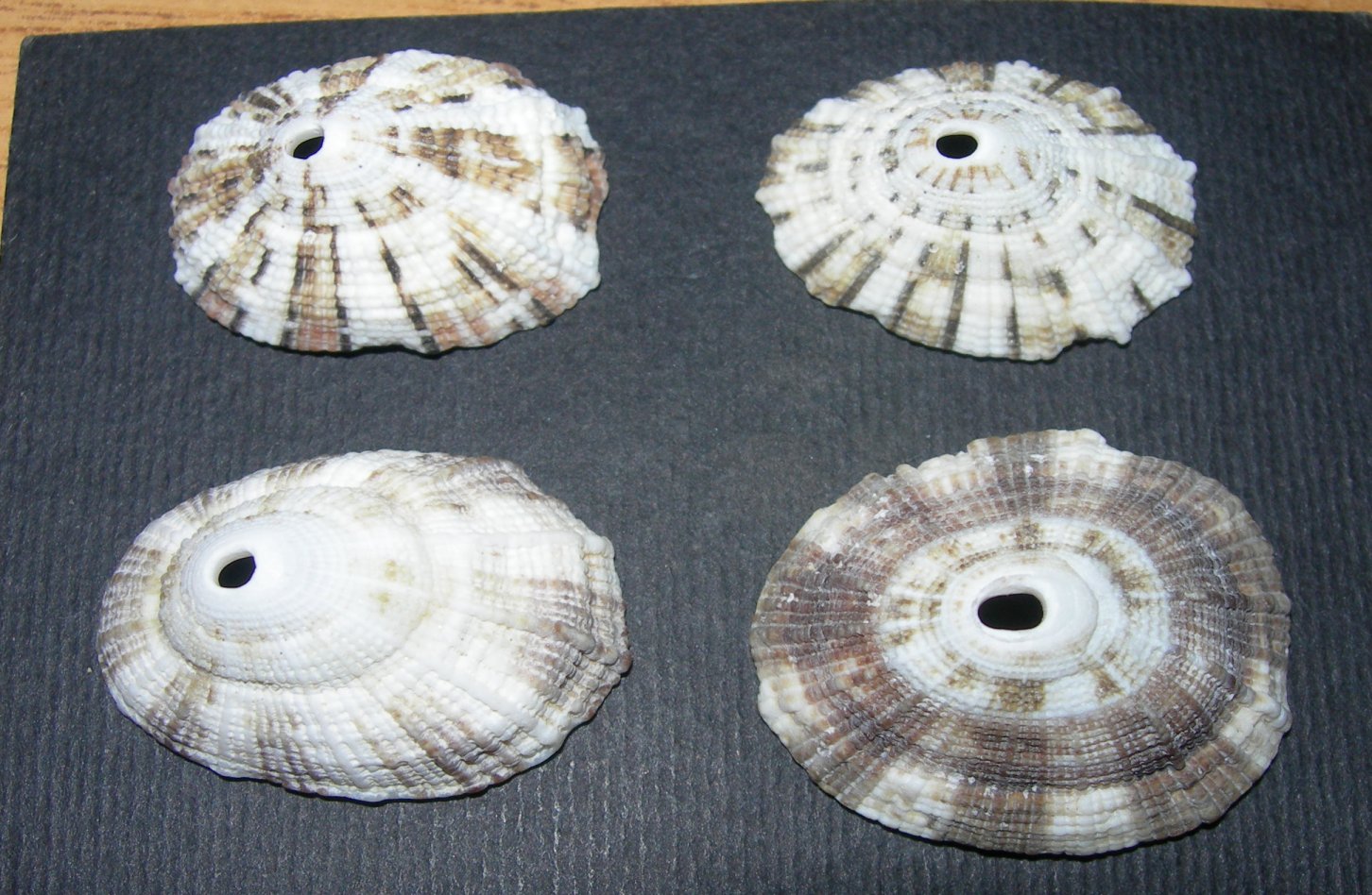 Diodora rupellii